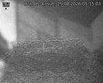 Capi_Dubne_20260825_051503.jpg