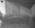 Capi_Dubne_20260825_052503.jpg