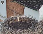 Capi_Dubne_20260825_063003.jpg