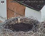 Capi_Dubne_20260825_073003.jpg
