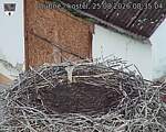 Capi_Dubne_20260825_083504.jpg