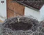 Capi_Dubne_20260825_084003.jpg