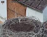 Capi_Dubne_20260825_102003.jpg