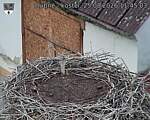 Capi_Dubne_20260825_114503.jpg