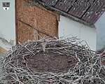 Capi_Dubne_20260825_120503.jpg