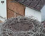 Capi_Dubne_20260825_143502.jpg