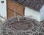 Capi_Dubne_20260825_173004.jpg