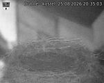 Capi_Dubne_20260825_203503.jpg