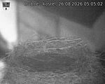 Capi_Dubne_20260826_050502.jpg