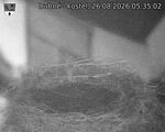 Capi_Dubne_20260826_053502.jpg