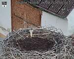 Capi_Dubne_20260826_080003.jpg