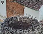 Capi_Dubne_20260826_082503.jpg