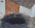 Capi_Dubne_20260826_083003.jpg