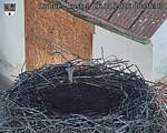 Capi_Dubne_20260826_083503.jpg