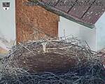 Capi_Dubne_20260826_085002.jpg