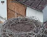 Capi_Dubne_20260826_135003.jpg