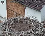 Capi_Dubne_20260826_151003.jpg