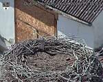 Capi_Dubne_20260826_153003.jpg