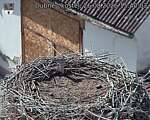 Capi_Dubne_20260826_154003.jpg