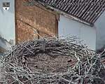 Capi_Dubne_20260826_154503.jpg