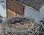 Capi_Dubne_20260826_160003.jpg
