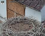 Capi_Dubne_20260826_162503.jpg