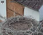 Capi_Dubne_20260826_164003.jpg