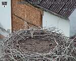 Capi_Dubne_20260826_172003.jpg