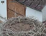 Capi_Dubne_20260826_182503.jpg