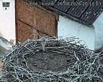 Capi_Dubne_20260826_201003.jpg