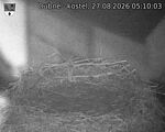 Capi_Dubne_20260827_051003.jpg