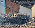 Capi_Dubne_20260827_063504.jpg