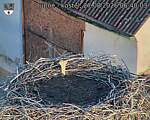 Capi_Dubne_20260827_064003.jpg