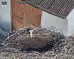 Capi_Dubne_20260827_074003.jpg