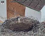 Capi_Dubne_20260827_080002.jpg