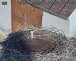 Capi_Dubne_20260827_082003.jpg