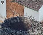 Capi_Dubne_20260827_082504.jpg