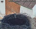 Capi_Dubne_20260827_083003.jpg