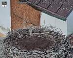Capi_Dubne_20260827_102503.jpg