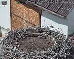 Capi_Dubne_20260827_140003.jpg