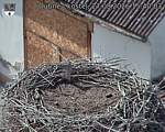 Capi_Dubne_20260827_154003.jpg