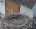 Capi_Dubne_20260827_155503.jpg
