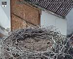 Capi_Dubne_20260827_160503.jpg