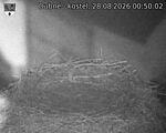 Capi_Dubne_20260828_005002.jpg