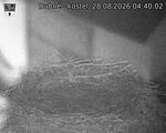 Capi_Dubne_20260828_044002.jpg