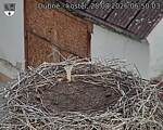 Capi_Dubne_20260828_065003.jpg