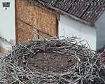 Capi_Dubne_20260828_140003.jpg