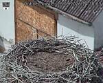 Capi_Dubne_20260828_143003.jpg