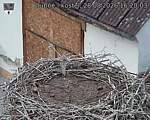 Capi_Dubne_20260828_162003.jpg