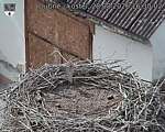 Capi_Dubne_20260828_163002.jpg